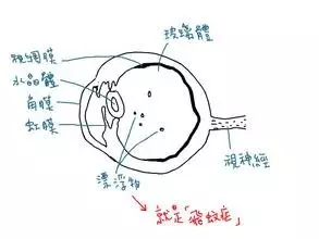 为什么眼睛也会虫儿飞？
